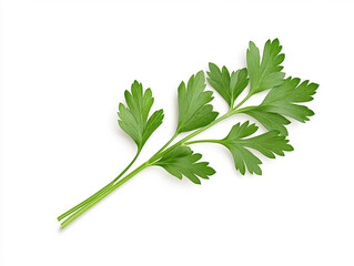 Natural a bunch of parsley on a white background with organic shapes and soft colors, perfect for eco-friendly designs