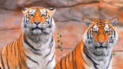 Beautiful pair of tigers
