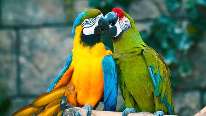 Beautiful pair of Parrots 