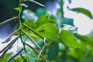the ladybug landed on the edge of the grass