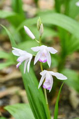 Obraz premium クチベニシラン