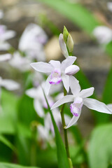 クチベニシラン