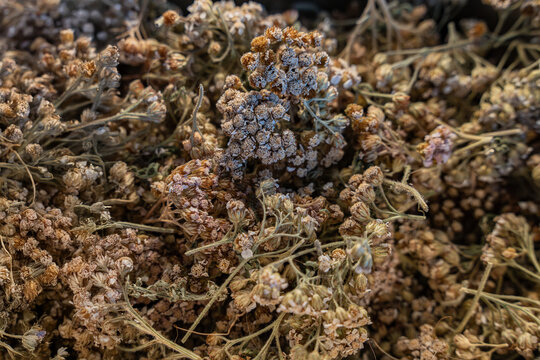Un gros plan de fleurs séchées comestibles récoltées par un chef sur la côte bretonne, mettant en avant leurs textures et couleurs naturelles pour une utilisation en cuisine.