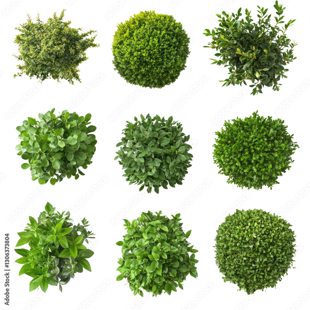 Poster a collection of lush green plants and foliage displaying various shapes and textures perfect for int