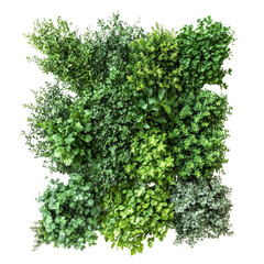 Obraz premium Lush Greenery Display Featuring Various Herbaceous Plants, Vibrant Textures, Natural Elements, Freshness, and Organic Beauty for Garden Enthusiasts and Home Decor Inspiration