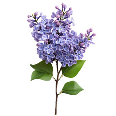 Obraz premium Beautiful cluster of lilac flowers on a green leafy branch, showcasing delicate floral petals in varying shades of purple and hints of blue, perfect for nature-themed designs.
