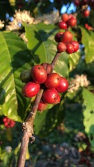 “Coffee beans on the coffee tree”