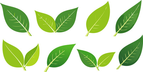 Collection of green leaf icons representing various tree and plant leaves, ideal for natural, eco, bio, and vegan label designs