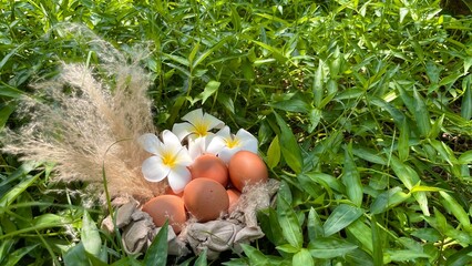 Natural colored Easter eggs lie in a nest with frangipani flowers among green grass