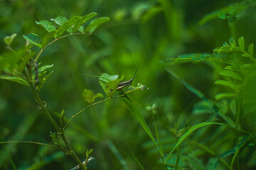 grasshoppers landed on the grass