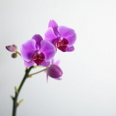Obraz premium Close-up of a single purple orchid against a stark white backdrop, tropical, botanical, closeup