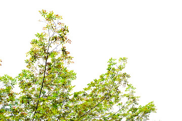 A tree with green leaves is in the foreground of a white background. The tree is tall and has a lot of leaves