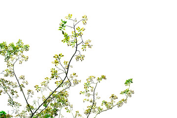 A tree with green leaves is in the foreground of a white background. The tree is tall and has a lot of leaves