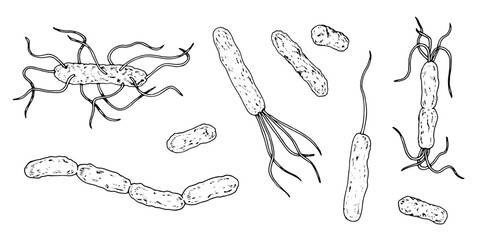 Vector illustration of various bacteria types in black and white. Hand drawn microscopic organisms, including bacilli, streptobacilli, diplobacilli. For medical, hygiene and infection related designs
