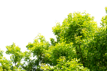 A tree with green leaves is in the foreground of a white background. The tree is tall and has a lot of leaves