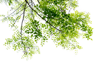 A tree with green leaves is in the foreground of a white background. The tree is tall and has a lot of leaves