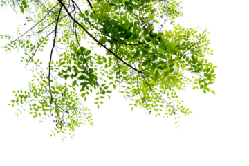 A tree with green leaves is in the foreground of a white background. The tree is tall and has a lot of leaves