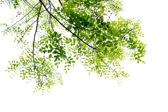 A tree with green leaves is in the foreground of a white background. The tree is tall and has a lot of leaves
