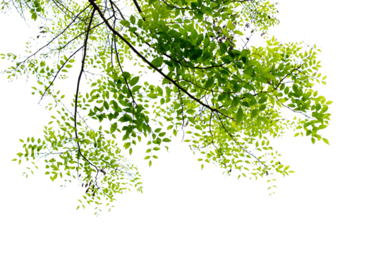 A tree with green leaves is in the foreground of a white background. The tree is tall and has a lot of leaves