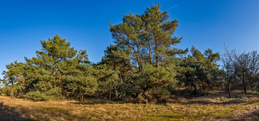 Panoramafoto in den Schwanheimer Dünen, Naturschutzgebiet in Frankfurt am Main mit Kiefern und sog. Magerrasen bei schönem Wetter