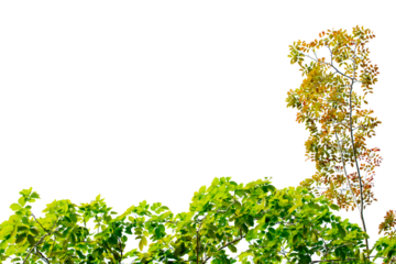 A tree with green leaves is in the foreground of a white background. The tree is tall and has a lot of leaves