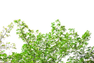 A tree with green leaves is in the foreground of a white background. The tree is tall and has a lot of leaves