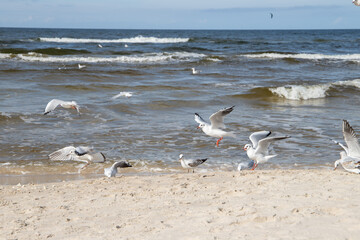 Mewy na plaży