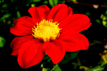 red dahlia flower