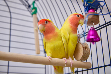 A pair of Agapornis roseicollis, also known as the yellow lovebird, lutino lovebird and pink-faced lovebird in a cage.