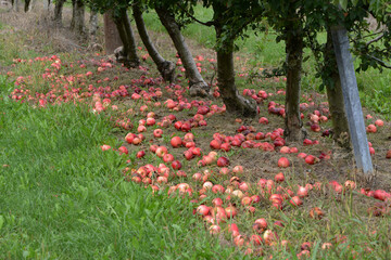 Apfel, Fallobst