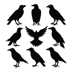 Fototapeta premium set of crow icons of silhouette vector design