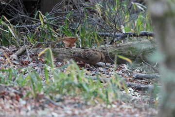 Eurasian woodcock (Scolopax rusticola) is a medium-small wading bird found in temperate and subarctic Eurasia. This photo was taken in Japan.