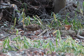 Eurasian woodcock (Scolopax rusticola) is a medium-small wading bird found in temperate and subarctic Eurasia. This photo was taken in Japan.