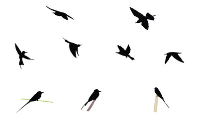 African green bee eater bird Silhouette Design  And Vector Illustration. 