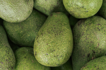 Close-up of fresh green avocados with textured skin. Organic and ripe, ideal for guacamole, salads, and healthy eating.