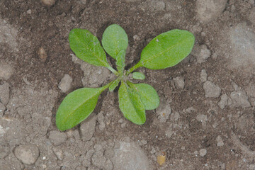 Naklejka premium Hirtentäschel, Gewöhnliches, Capsella bursa-pastoris