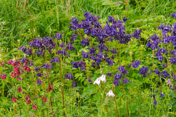 Fototapeta premium Gewöhnliche Akelei, Aquilegia vulgaris