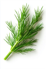 Fototapeta premium A whole fennel frond displays its slender, feathery leaves with crisp precision against a pristine white background