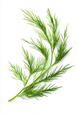 Fototapeta premium A striking sprig of whole fennel frond with crisp, vibrant green leaves rests against a pristine white background, inviting culinary creativity and fresh flavor exploration