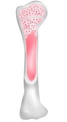 Human bone Structure