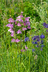 Fototapeta premium Gewöhnliche Akelei, Aquilegia vulgaris