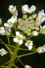 Hirtentäschel, Gewöhnliches, Capsella bursa-pastoris