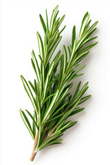 Fototapeta premium A lush whole rosemary sprig rests elegantly on a bright white surface, highlighting its aromatic leaves and fresh appearance. Perfect for culinary inspirations or botanical studies