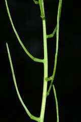 Knoblauchrauke,  Gemeines  Lauchkraut,  Alliaria petiolata