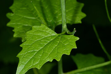 Knoblauchrauke,  Gemeines  Lauchkraut,  Alliaria petiolata