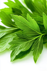 Fototapeta premium Vibrant green lovage leaves showcase their fresh appeal against a neutral background. These versatile herbs enhance flavors in cooking and offer medicinal benefits