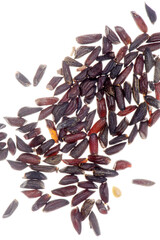 Knoblauchrauke, Alliaria petiolata