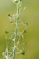 Hirtentäschel, Gewöhnliches, Capsella bursa-pastoris