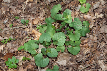 Knoblauchrauke,  Gemeines  Lauchkraut,  Alliaria petiolata