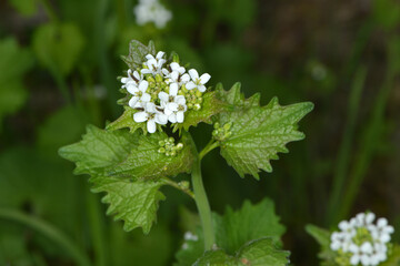 Knoblauchrauke,  Gemeines  Lauchkraut,  Alliaria petiolata